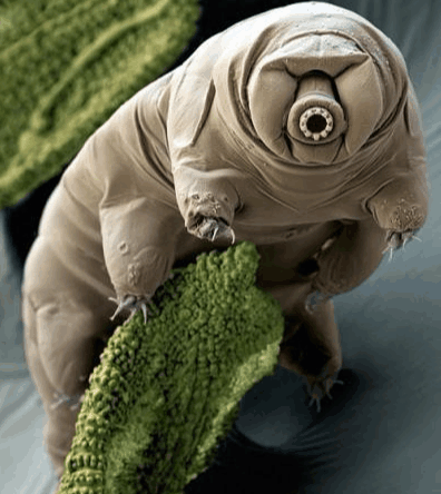 地球上最顽强的生物, 能在外太空生存, 生存力爆满的水熊虫