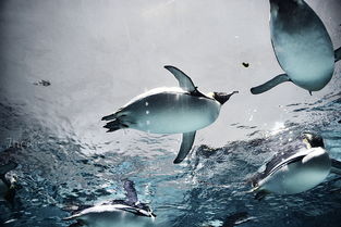 深海中的奇境 探秘未知生物的生存奥秘