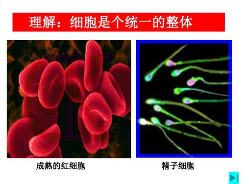 原核细胞 生物世界的基础单位