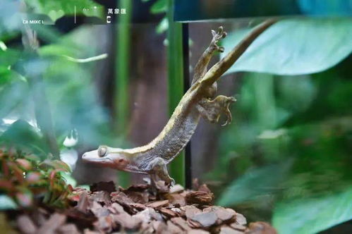 宁波市中心空降热带雨林 5000份水母、6000株植物与远古生物共舞