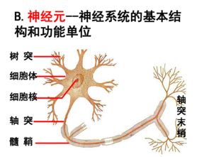通过神经系统的调节