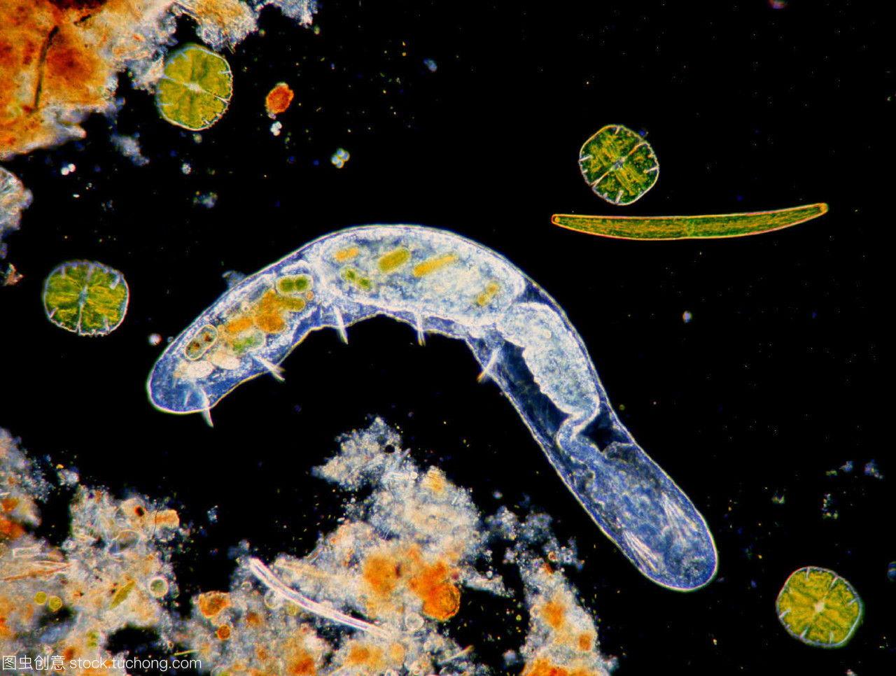 显微镜下的淡水世界 从浮游生物到Panther生物的微观探索