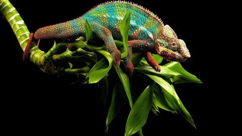 高中生物二轮复习微专题精讲 聚焦核心，构建网络