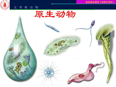 动物生物学-原生动物门